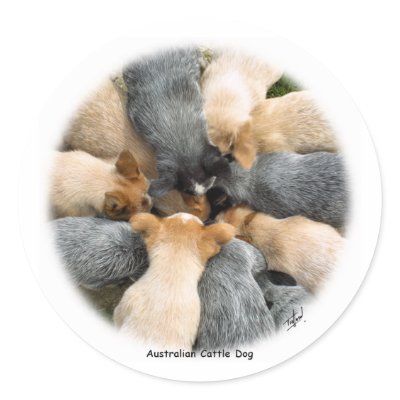 Australian Cattle Dog 8T60D-08_2 Round Stickers by TraffordPhotos