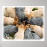 Australian Cattle Dog 8T60D-08 Poster