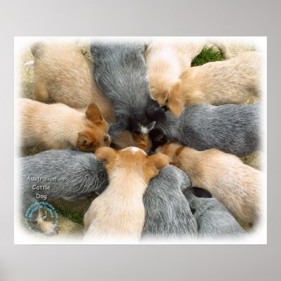 Australian Cattle Dog 8T60D-08 Poster by TraffordPhotos