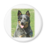 Australian Cattle Dog 9F059D-14 Magnets