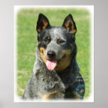 Australian Cattle Dog 9F059D-14 Posters