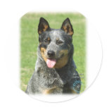Australian Cattle Dog 9F059D-14 Stickers
