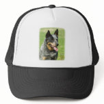 Australian Cattle Dog 9F059D-23 Mesh Hats