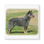 Australian Cattle Dog 9F060D-03 magnets