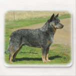Australian Cattle Dog 9F060D-03 Mouse Pad