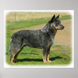 Australian Cattle Dog 9F060D-03 Print