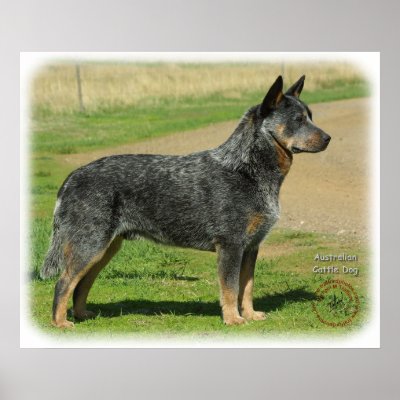 Australian Cattle Dog 9F060D-03 Print by TraffordPhotos