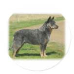 Australian Cattle Dog 9F060D-03 Sticker