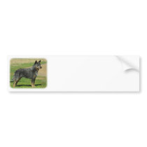 Australian Cattle Dog 9F060D-06 Bumper Sticker