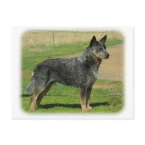 Australian Cattle Dog 9F060D-06 Post Card
