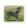 Australian Cattle Dog 9F060D-06 Post Card