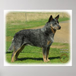 Australian Cattle Dog 9F060D-06 Poster