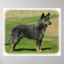Australian Cattle Dog 9F060D-06 Poster