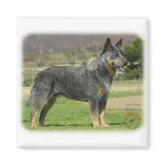 Australian Cattle Dog 9F060D-18 Refrigerator Magnets
