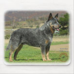 Australian Cattle Dog 9F060D-18 Mouse Pad