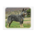 Australian Cattle Dog 9F060D-18 Post Card