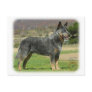 Australian Cattle Dog 9F060D-18 Post Card