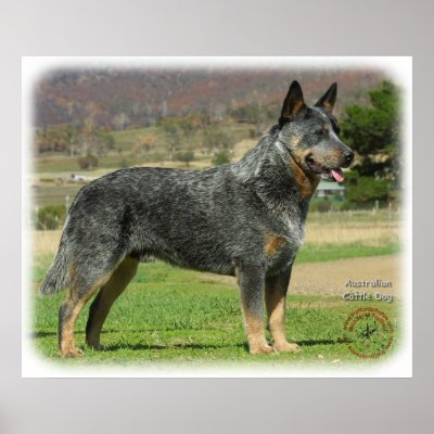 Australian Cattle Dog 9F060D-18 Print by TraffordPhotos