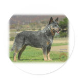 Australian Cattle Dog 9F060D-18 Stickers