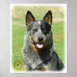 Australian Cattle Dog 9F061D-03_2 Posters