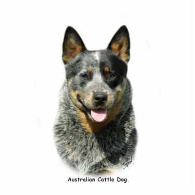 Australian Cattle Dog 9F061D-03 Photo Cut Out by TraffordPhotos