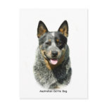 Australian Cattle Dog 9F061D-03 Post Card