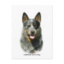 Australian Cattle Dog 9F061D-03 Post Card