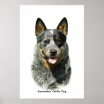 Australian Cattle Dog 9F061D-03 Print