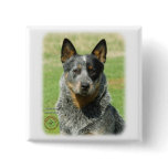 Australian Cattle Dog 9F061D-04_2 Buttons
