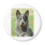 Australian Cattle Dog 9F061D-04_2 Refrigerator Magnets