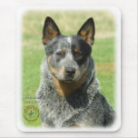 Australian Cattle Dog 9F061D-04_2 Mouse Pads