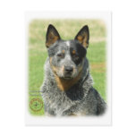 Australian Cattle Dog 9F061D-04_2 Post Card