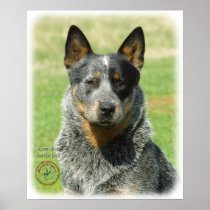 Australian Cattle Dog 9F061D-04_2 Posters
