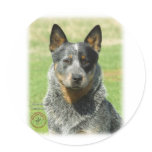 Australian Cattle Dog 9F061D-04_2 Stickers