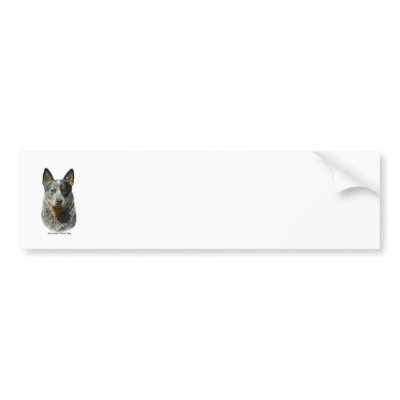 Australian Cattle Dog 9F061D-04 Bumper Stickers by TraffordPhotos