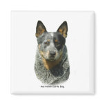 Australian Cattle Dog 9F061D-04 Magnet