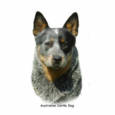 Australian Cattle Dog 9F061D-04 Cut Outs by TraffordPhotos