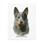 Australian Cattle Dog 9F061D-04 Postcards
