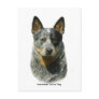Australian Cattle Dog 9F061D-04 Postcards