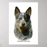 Australian Cattle Dog 9F061D-04 Posters