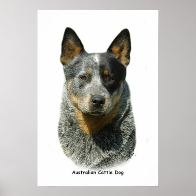 Australian Cattle Dog 9F061D-04 Posters by TraffordPhotos
