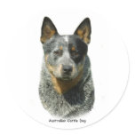 Australian Cattle Dog 9F061D-04 Sticker