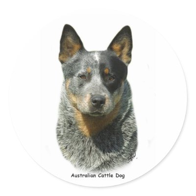 Australian Cattle Dog 9F061D-04 Sticker by TraffordPhotos