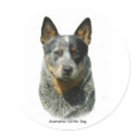 Australian Cattle Dog 9F061D-04 stickers