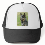 Australian Cattle Dog 9F061D-05_2 Trucker Hat