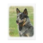 Australian Cattle Dog 9F061D-05_2 Post Cards