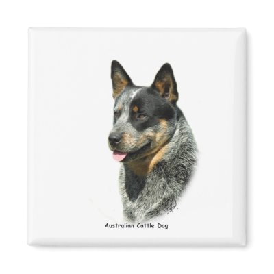 Australian Cattle Dog 9F061D-05 Magnet by TraffordPhotos