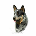 Australian Cattle Dog 9F061D-05 photo sculptures