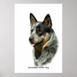 Australian Cattle Dog 9F061D-05 Print