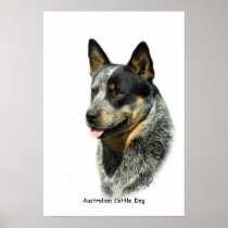 Australian Cattle Dog 9F061D-05 Print
